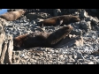 Seal Scratching 2 1792